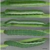 anth cardamines larva5 volg